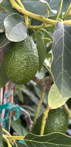 Customer photo review of AvoLemon Clipper - Avocado and Lemon Harvesting Shear