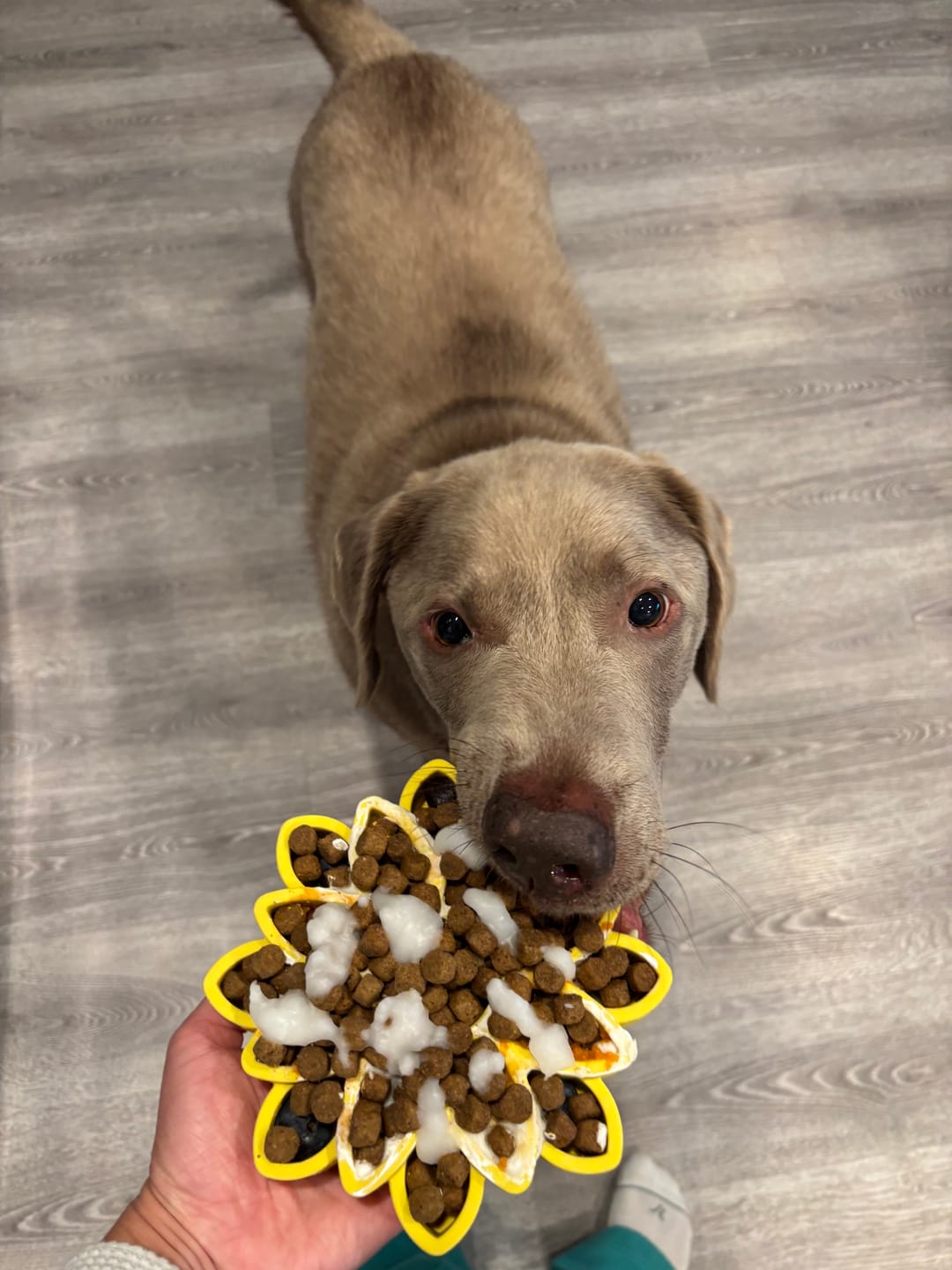 Customer photo review of FreezSunflower - Interactive Frozen Sunflower Dog Chew