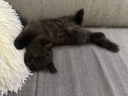 Customer photo review of 1 Month Supply – 2 Cat