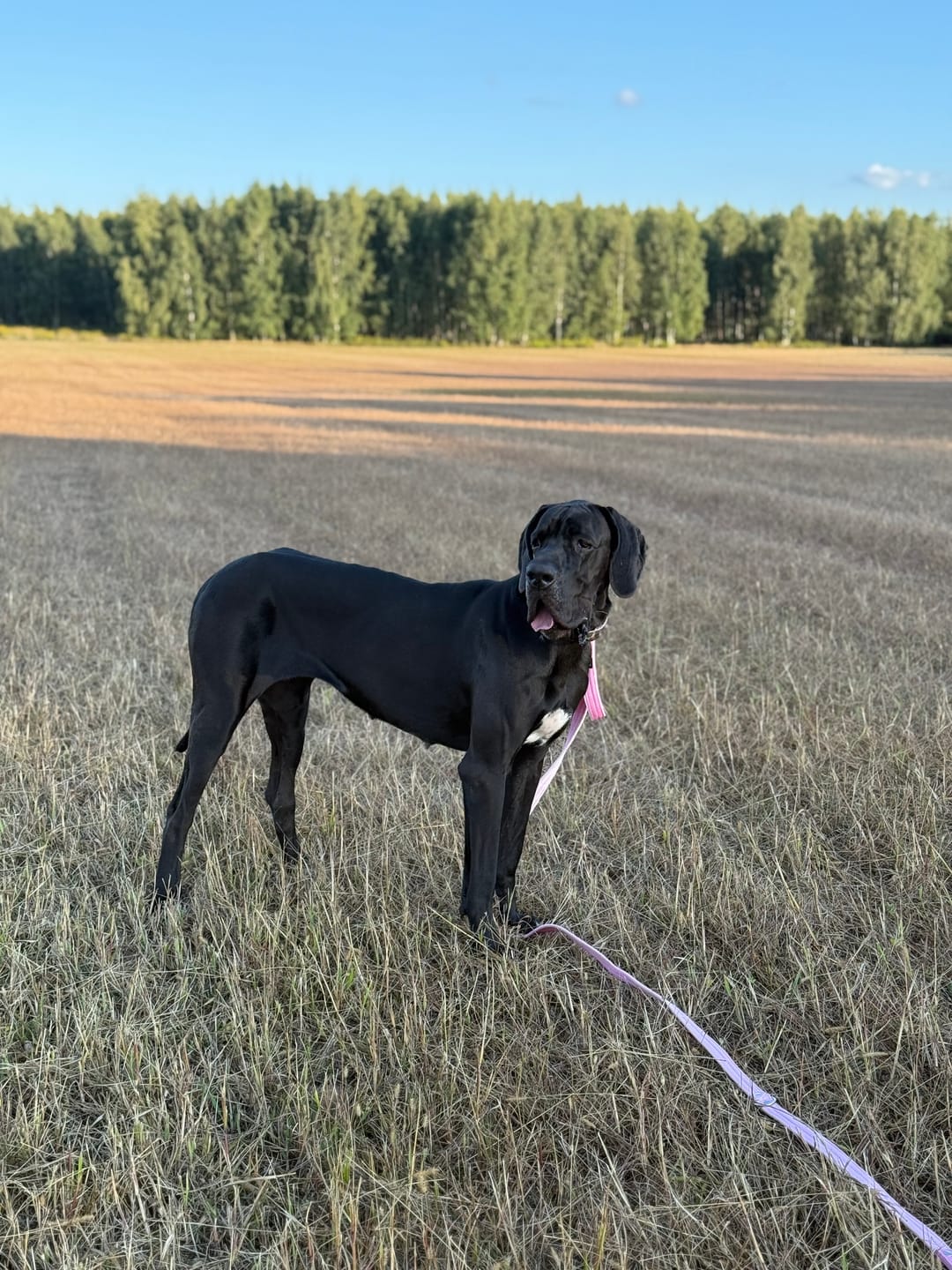Customer photo review of Smycz przepinana z dodatkową raczką - Multi Guard Leash  Baby Pink