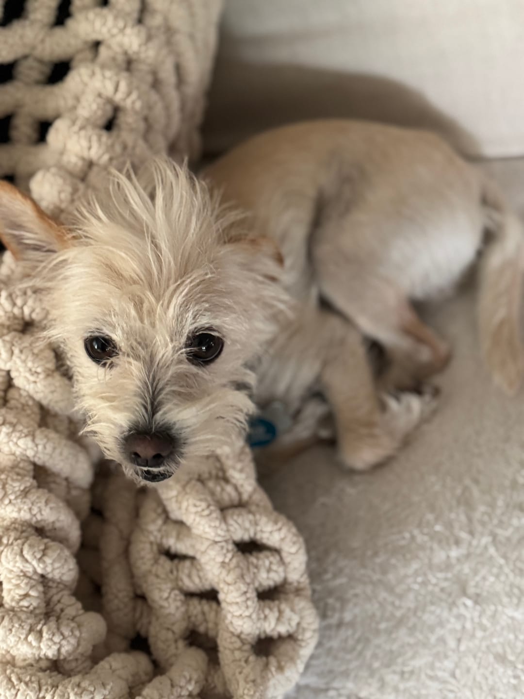 Customer photo review of Seizures - Dogs