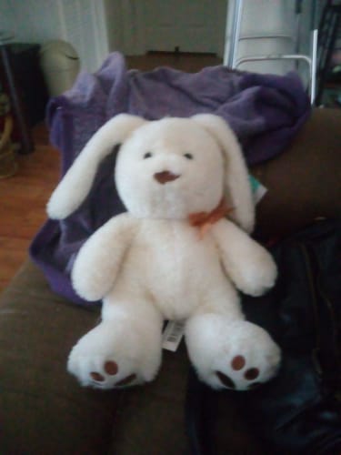 Customer photo review of 1x Blisso Advanced Cat Probiotic