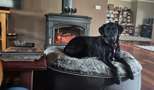 Customer photo review of Large Luxury Dog Bed - Interior/Outdoor