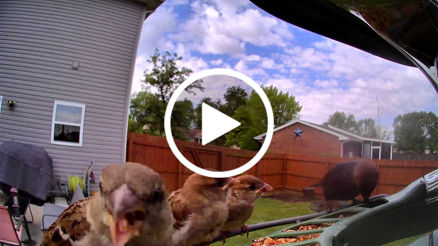 Customer video review of Birdfy Feeder 2 - Smart Bird Feeder