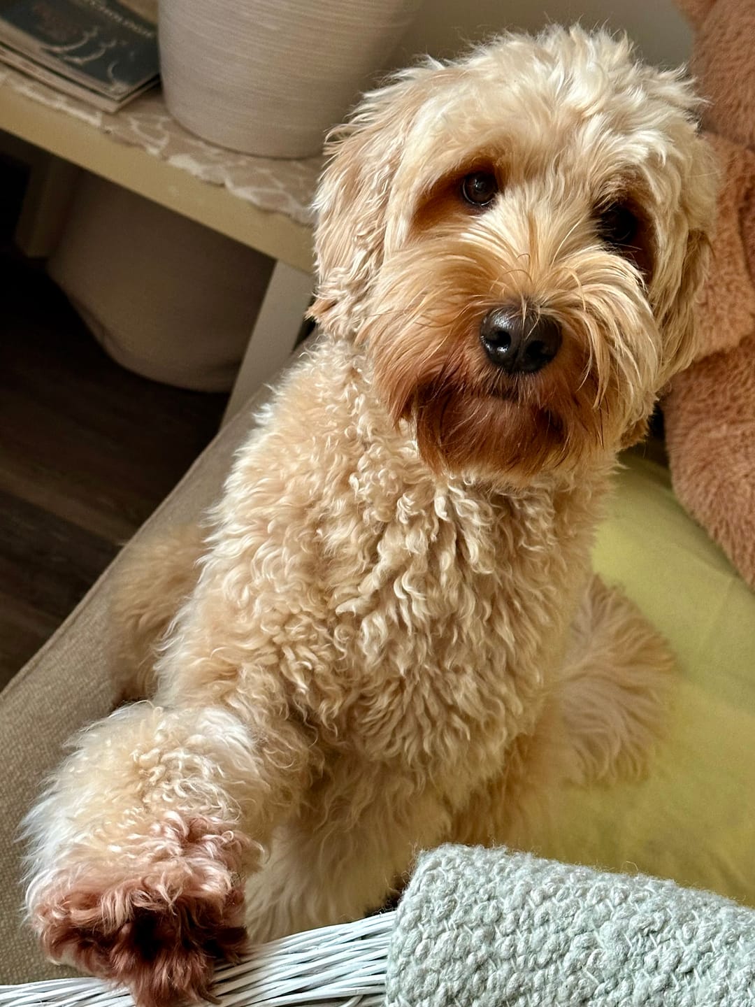 Customer photo review of Allergietest Pro Hund