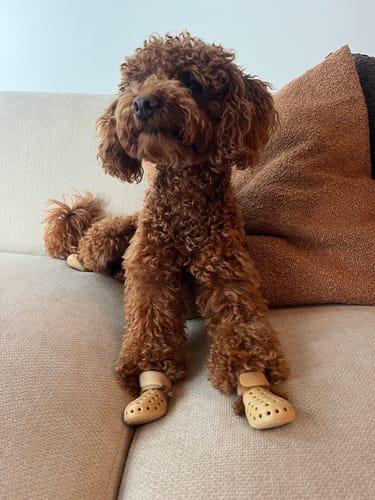 Customer photo review of WagWellies® Mojave