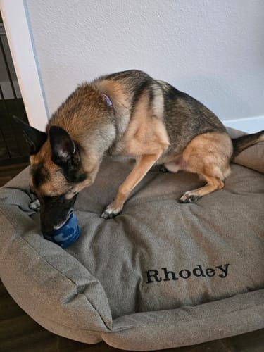 Customer photo review of Freezball - Durable Fillable Dog Chew Bone