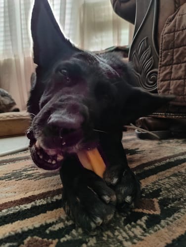 Customer photo review of Turmeric Yak Chews One Size Fits All