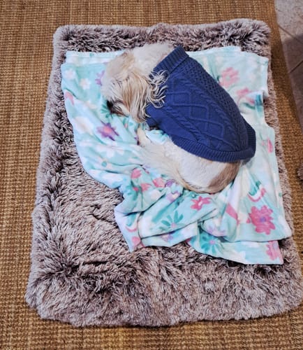 Customer photo review of Premium SuperMat Calming Bed