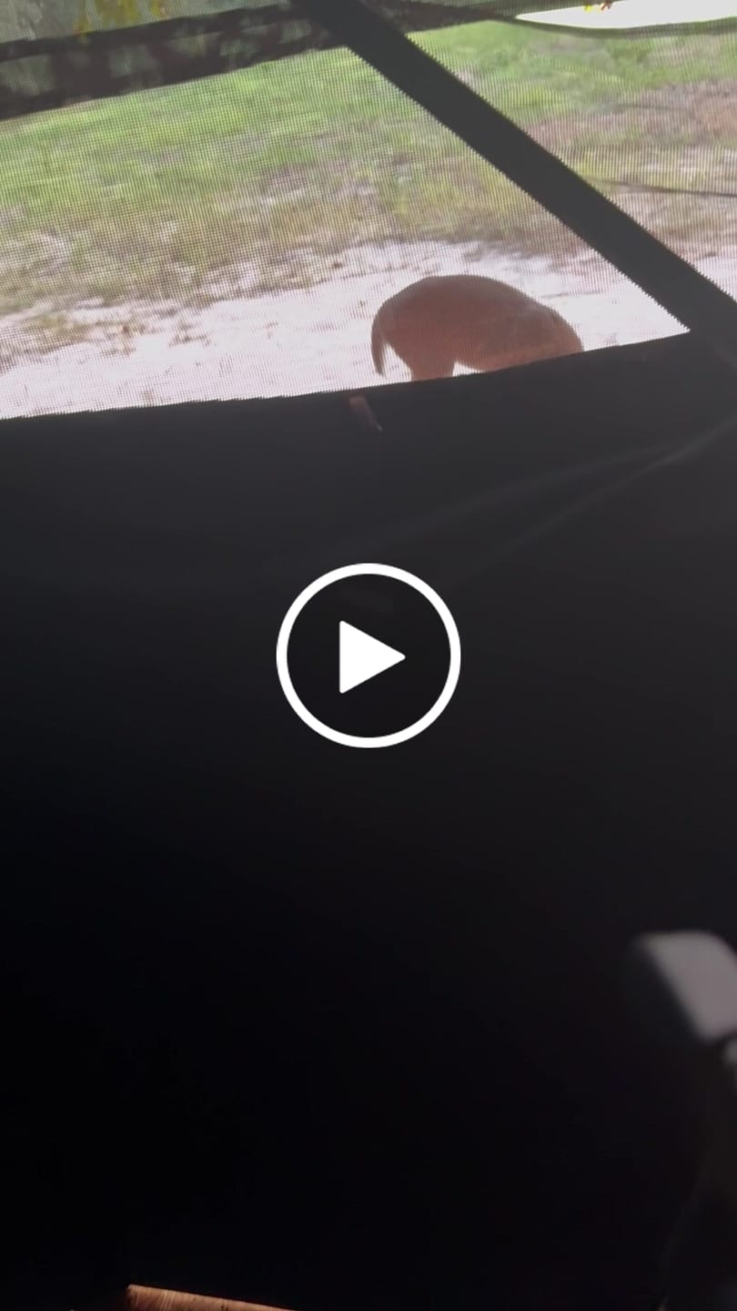 Customer video review of OptiVue 360° Ultra-HD See-Through Hunting Blind with 90° Full-Access Door