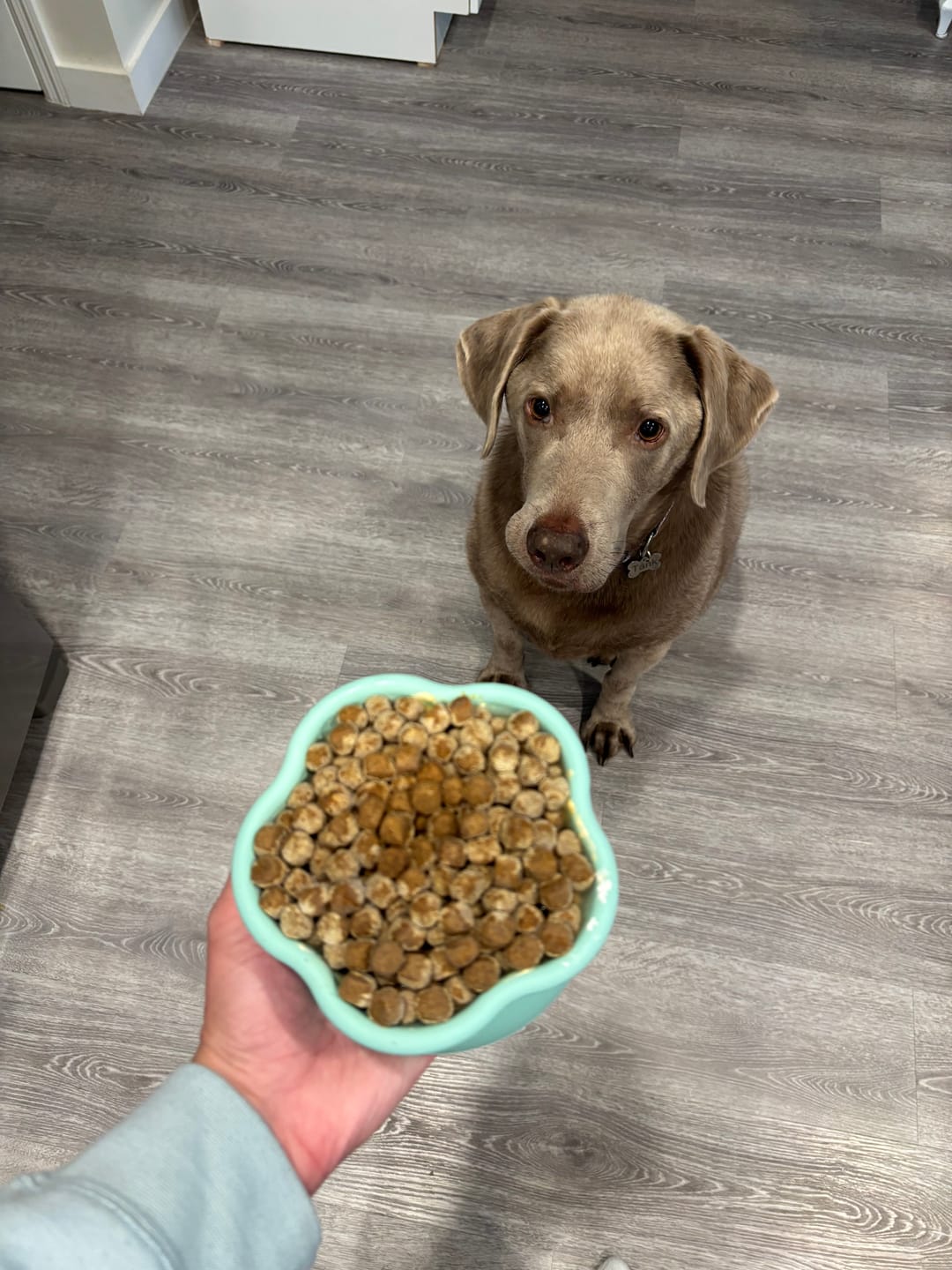 Customer photo review of Freezflower Cup -  Frozen Treat Cup for Calm, Happy Dogs