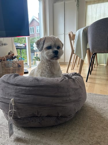 Customer photo review of Staey - Luna 3.0 Hundeseng, Taupe Fløjl