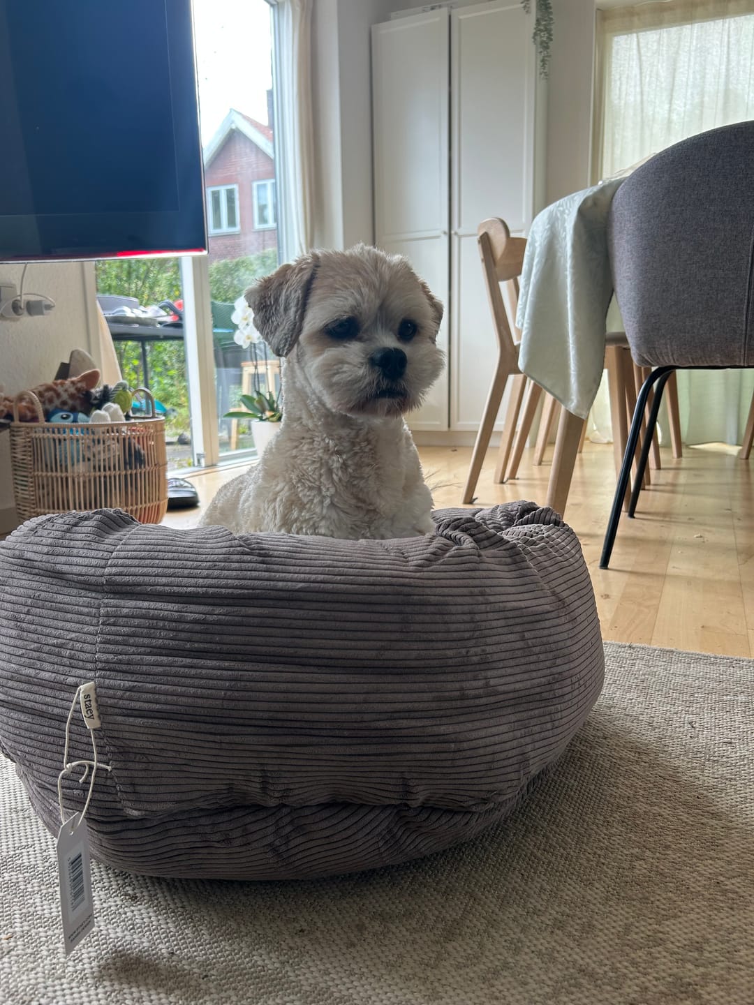 Customer photo review of Staey - Luna 3.0 Hundeseng, Taupe Fløjl