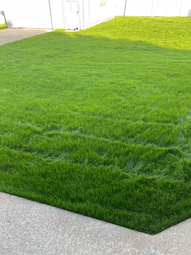 Customer photo review of GCI Turf Spreader Elite Grass Seed