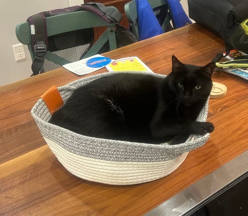 Customer photo review of Instinct Basket | Handwoven & Chemical-Free Cat Territory