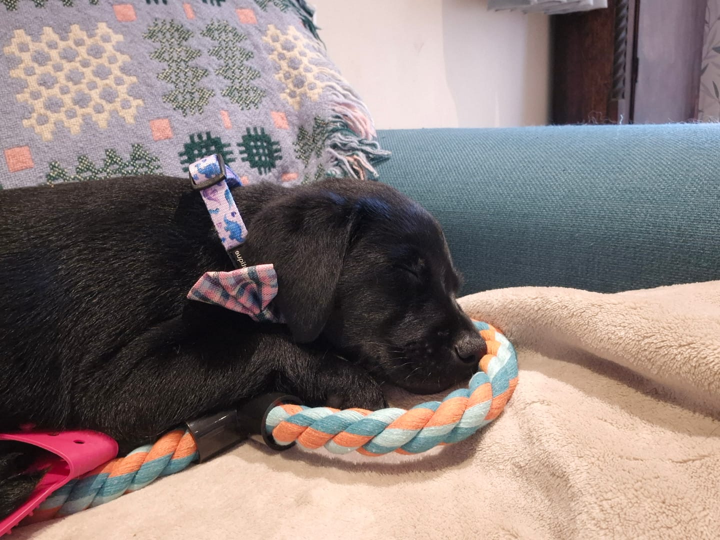 Customer photo review of Collar - Tiny Diny