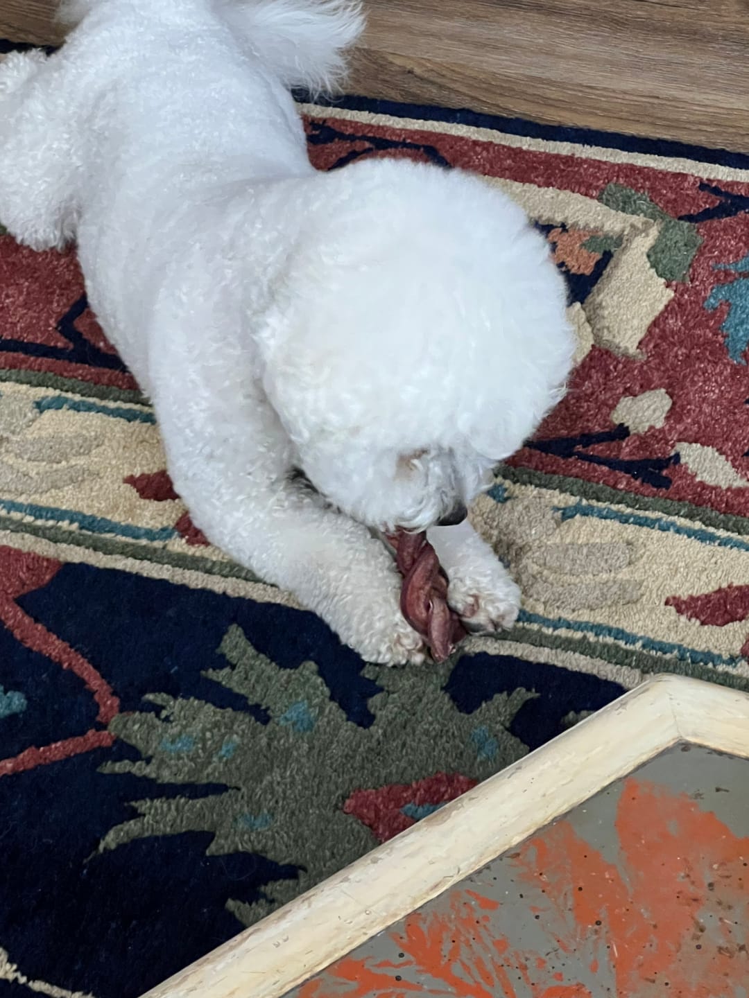 Customer photo review of 6 Inch Braided Bully Sticks