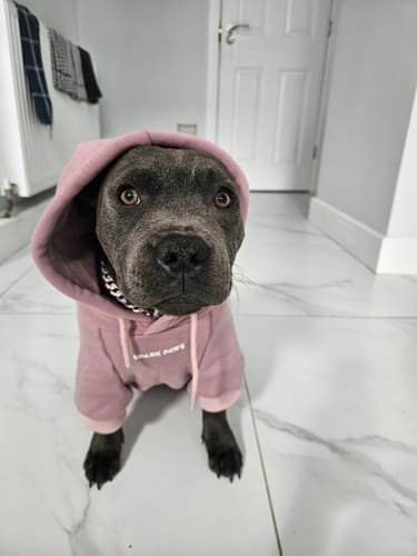 Customer photo review of Essential Dog Hoodie - Purple Taupe