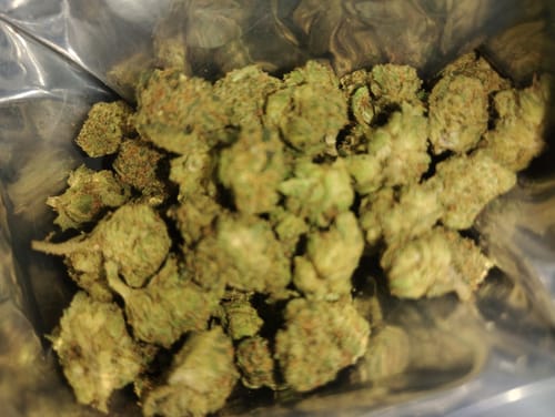 Customer photo review of Frozen Lemonade THCA Flower Smalls
