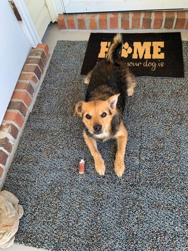 Customer photo review of 4-8 Inch Standard Bully Sticks