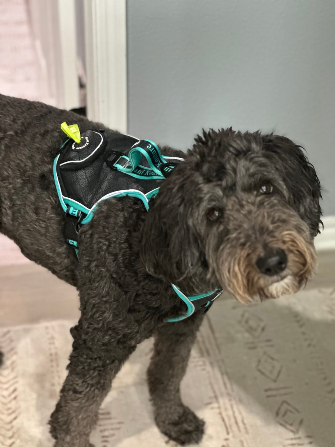 Customer photo review of Tiffany Twilight - Adventure Leather Harness