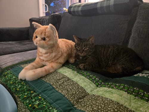 Custom Petslify plush reviewed by Sarah C., handmade replica of their cat