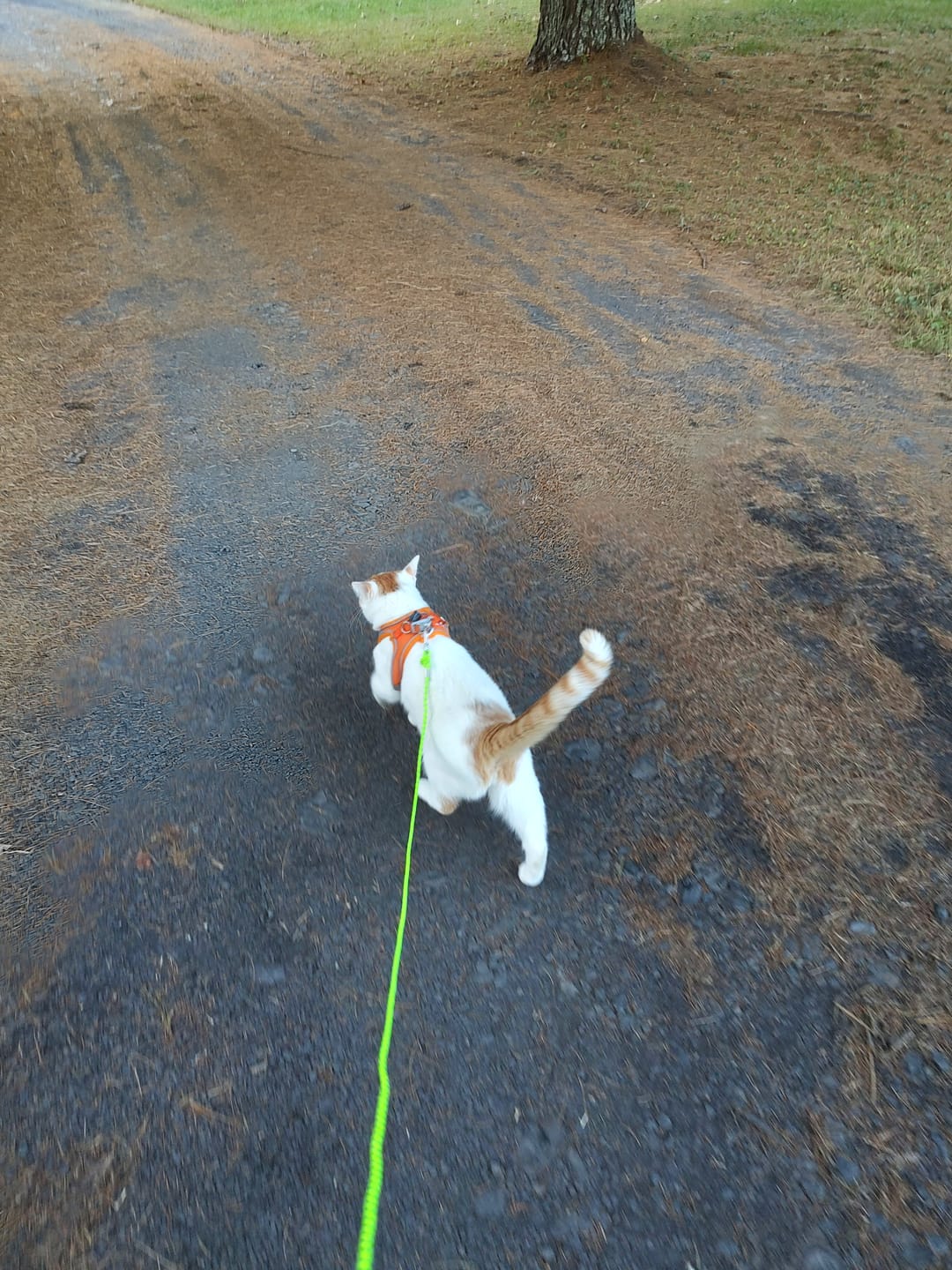 Customer photo review of Explorer Harness | Less boredom. More discovery. A better life for your indoor cat.