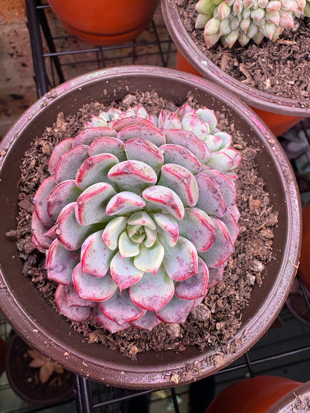 Customer photo review of Echeveria 'Luna Rose'