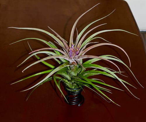 Customer photo review of Tillandsia 'Eric Knobloch'