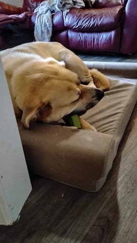 Customer photo review of Mint Himalayan Yak Chew (MEDIUM)