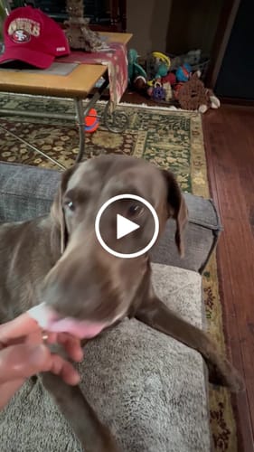 Customer video review of FreshWipes Kit – Protects Against Dental Diseases