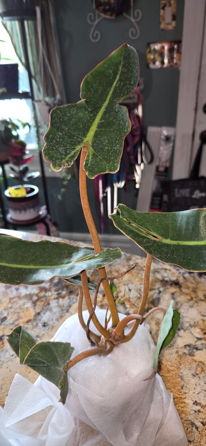 Customer photo review of Philodendron 'Bloody Mary'