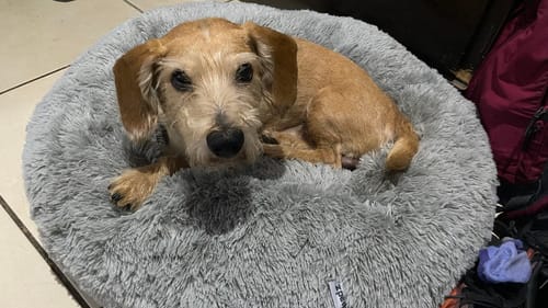 Customer photo review of Cama Antiestrés para Perros
