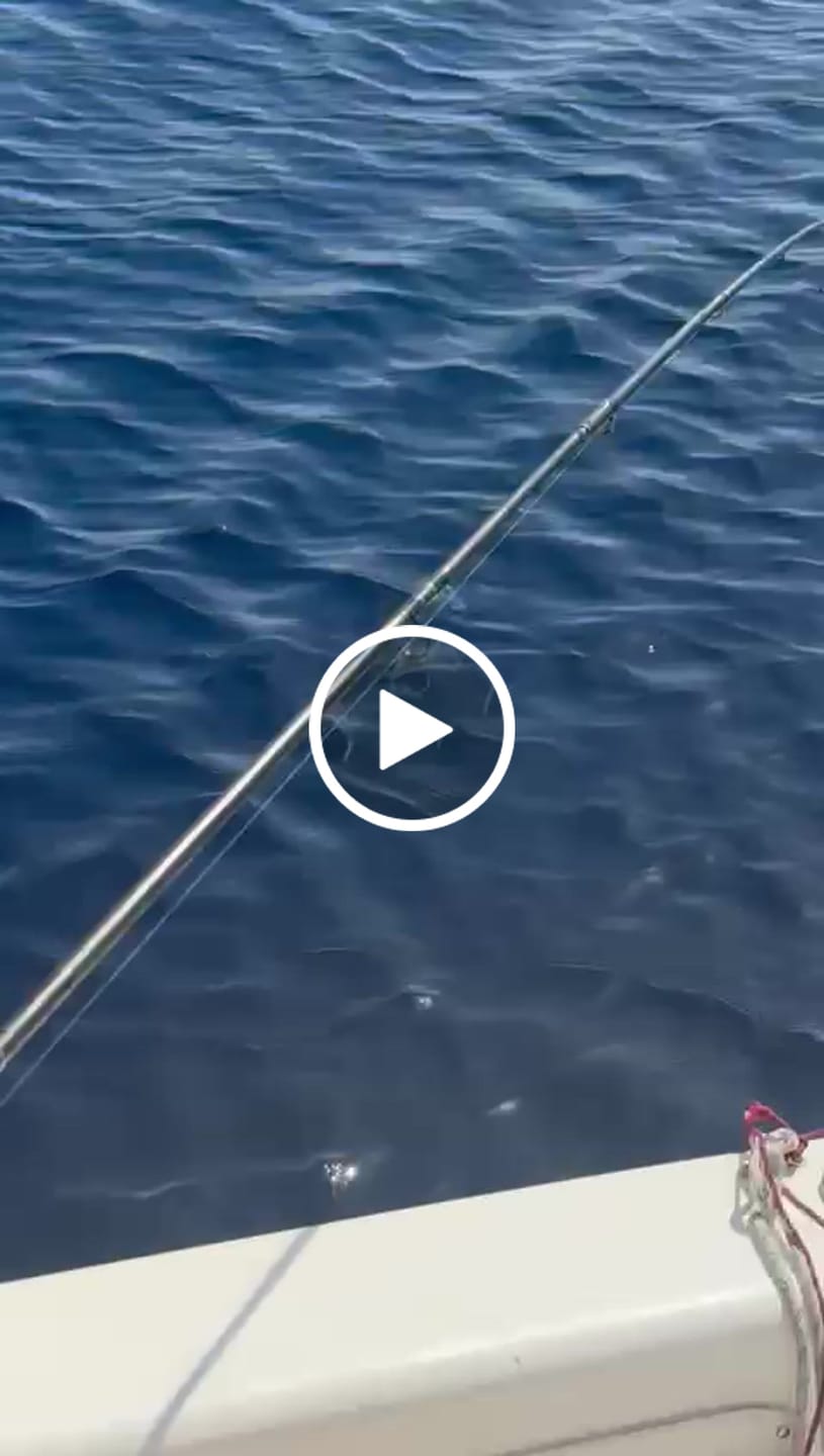 Customer video review of Bonito Stick