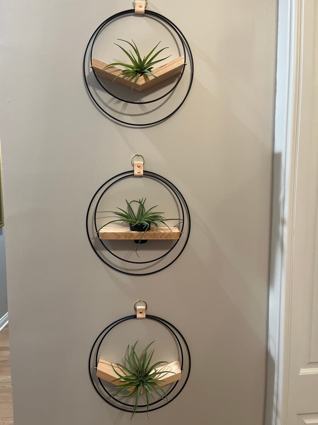 Customer photo review of Air Plant V-Hanger & Shelf Mixed Trio