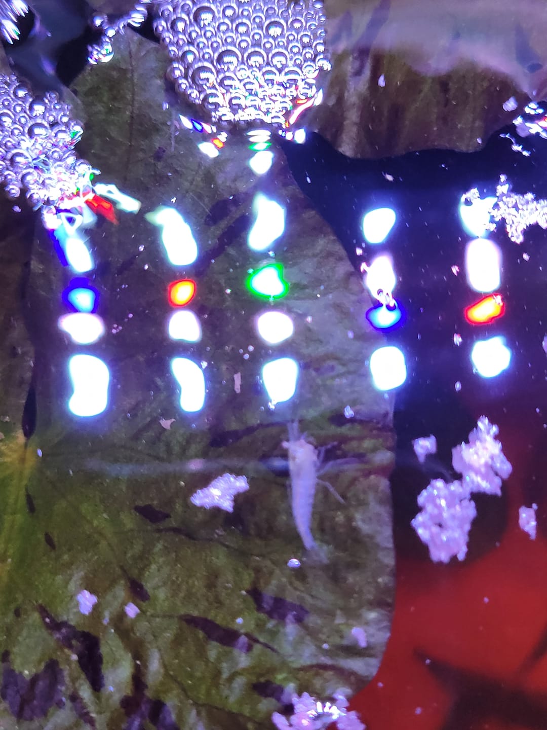 Customer photo review of Snowball Shrimp