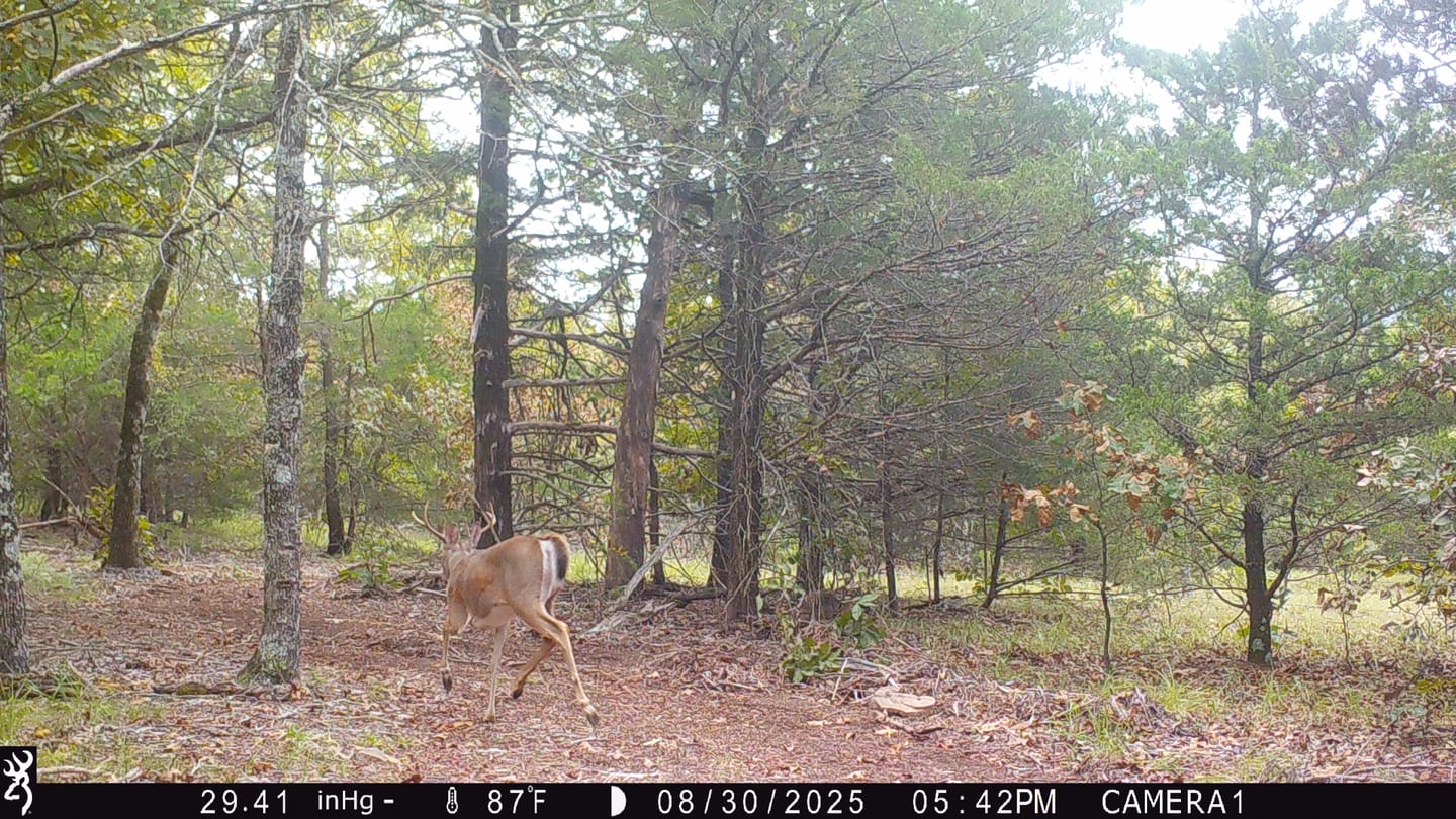 Customer photo review of GardePro X66 Pro Cellular Trail Camera