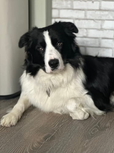 Customer photo review of Calming Supplement Chews for Dogs