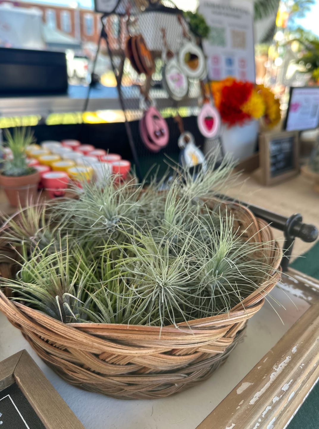 Customer photo review of Wholesale Ionantha Guatemala Medium  (Minimum Order 10)