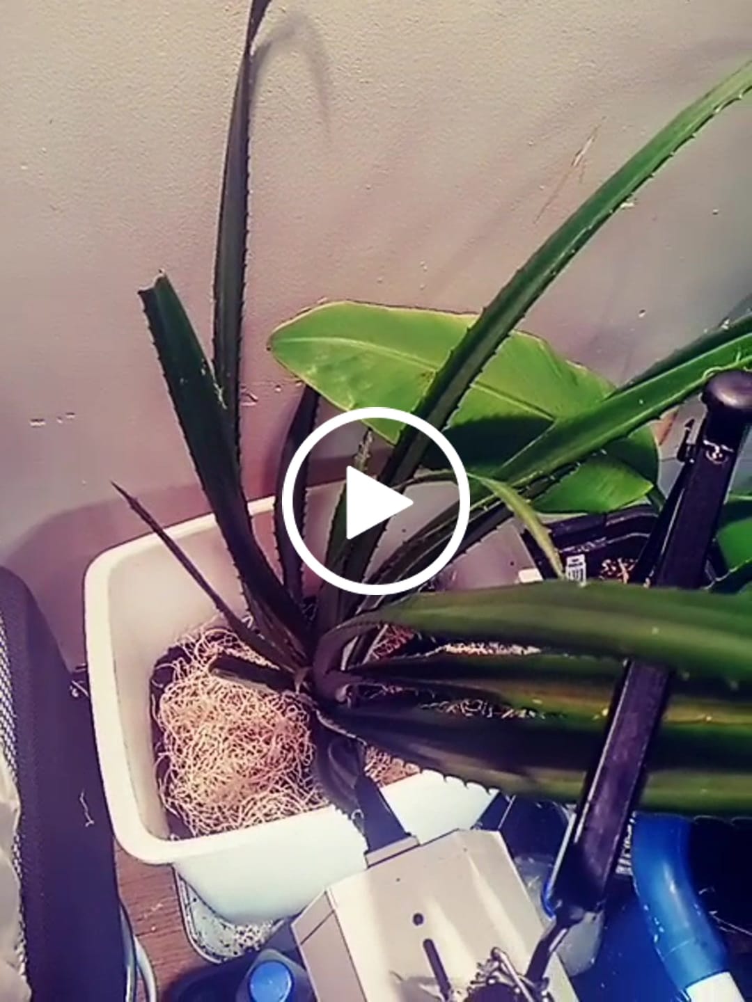 Customer video review of Red Pineapple Plant