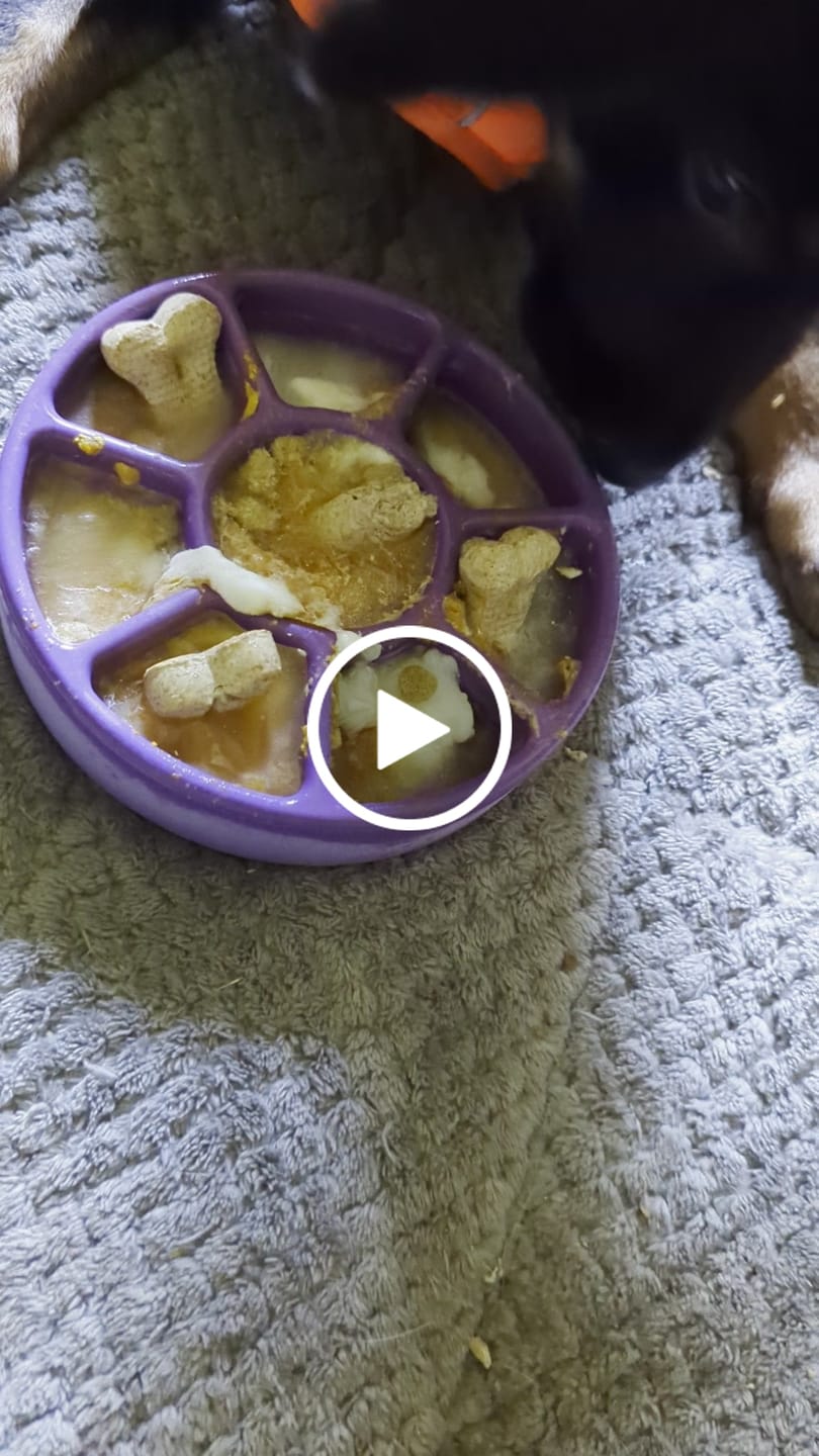 Customer video review of FreezWheel - Durable Interactive Chew