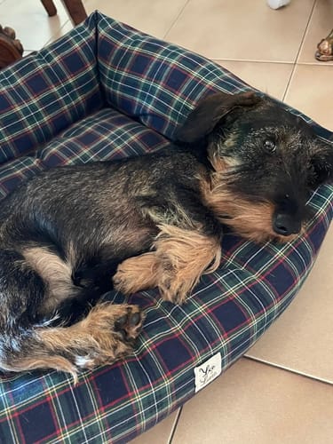 Customer photo review of Divanetto Cotone Scozzese Blu