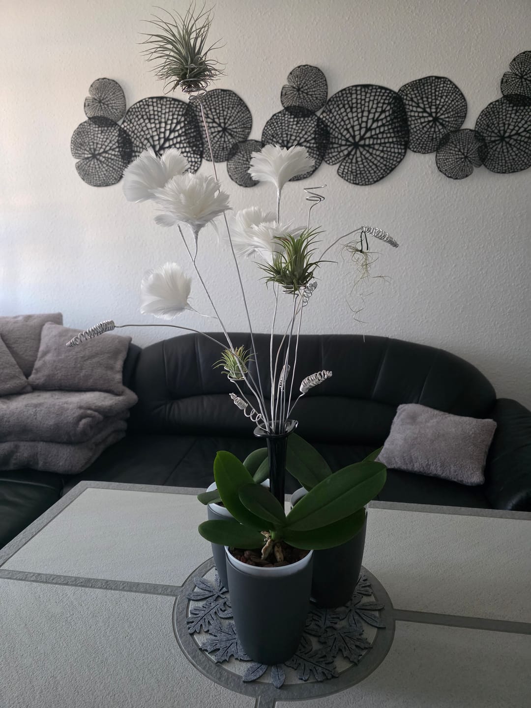 Customer photo review of Tillandsia tectorum "snow"