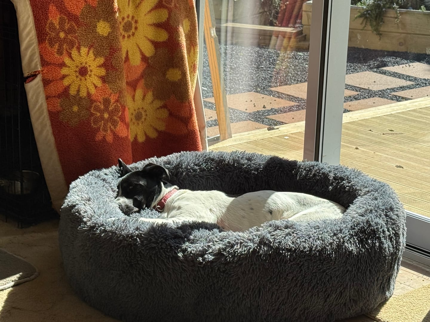Customer photo review of Brooklyn® Deep Sleep Pet Bed