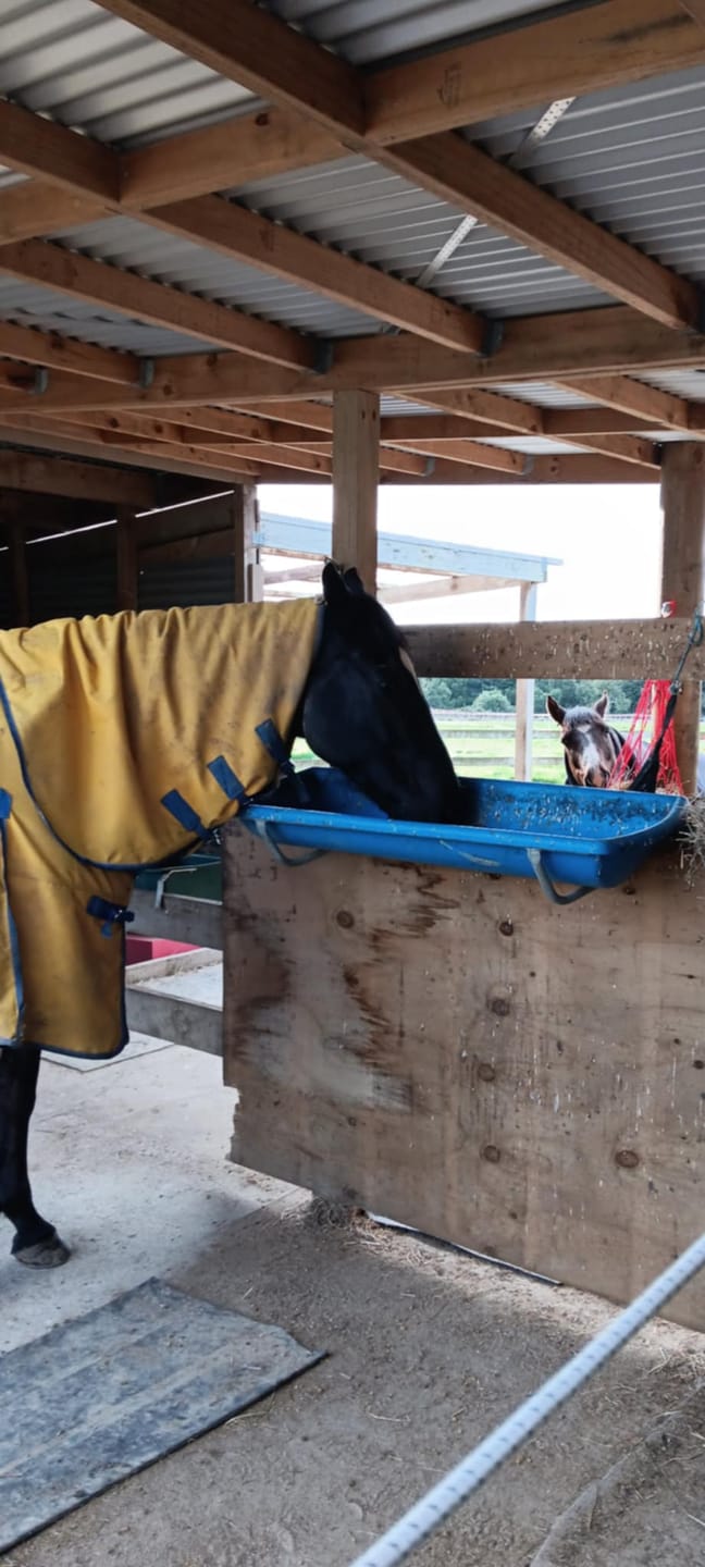 Customer photo review of Digestive HP - Sporthorse Gut Supplement