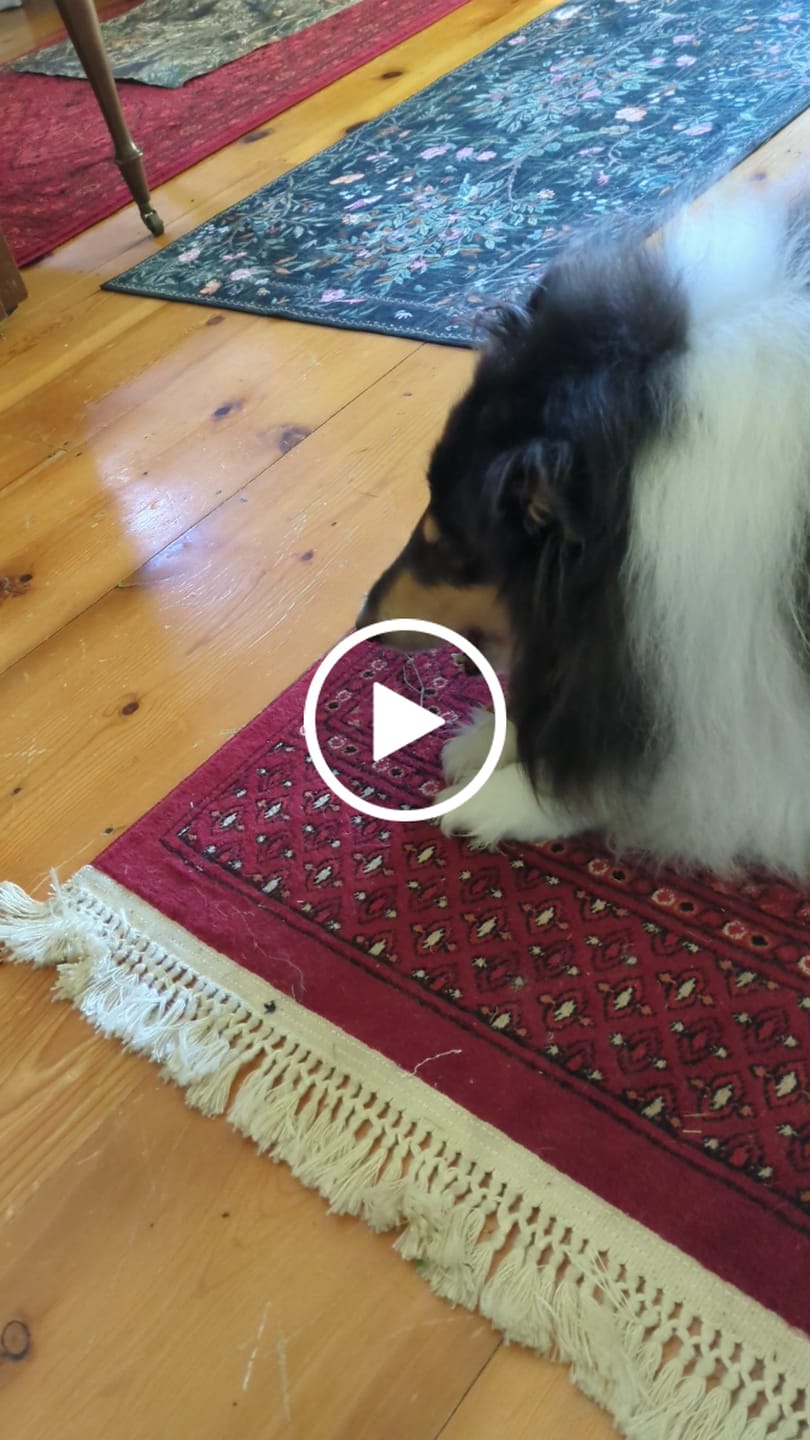 Customer video review of Earthbones Dental Chews For Dogs