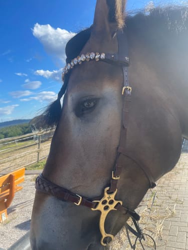 Customer photo review of Zoe hackamore Bridle