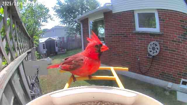 Customer photo review of Birdfy Feeder - AI-Powered Smart Bird Feeder with Camera