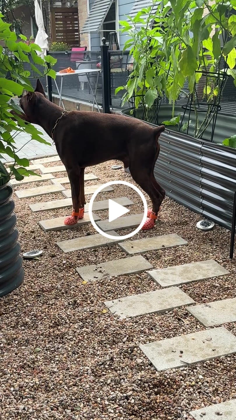 Customer video review of WagWellie® Mojave Single