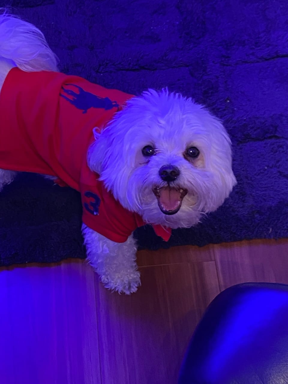 Customer photo review of Polo Ralph Lauren Big-Pony Mesh Dog Polo Shirt